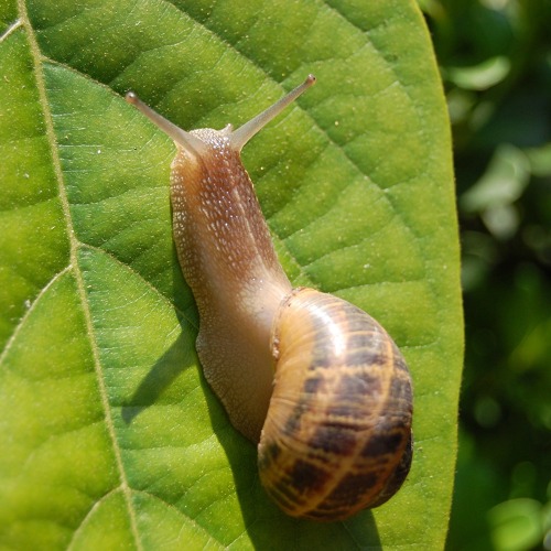 Schnecken im Garten – ungeliebt, aber unverzichtbar